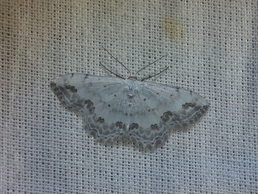 Scopula ornata - díszes fehéraraszoló