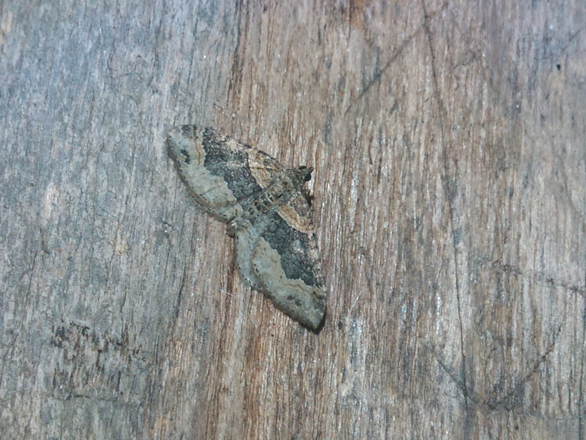Xanthorhoe ferrugata - kerti tarkaaraszoló
