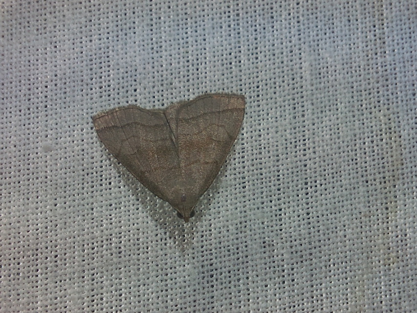 Herminia tarsicrinalis - szőröslábú karcsúbagoly