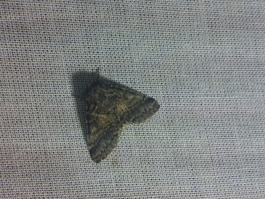 Gluphisia crenata - kormos púposszövő
