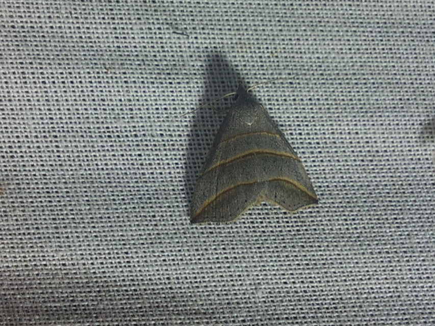 Colobochyla salicalis - háromsávos törpebagoly