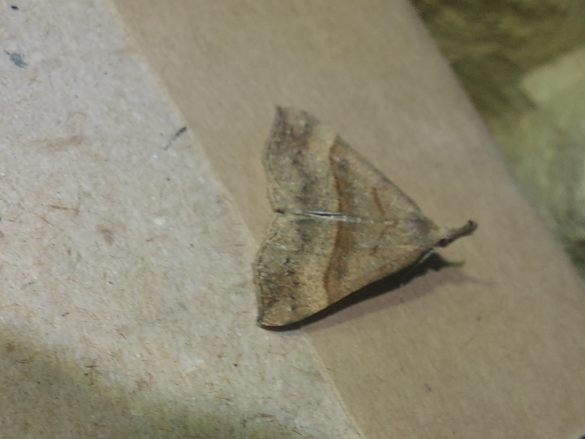Hypena proboscidalis - ormányos karcsúbagoly