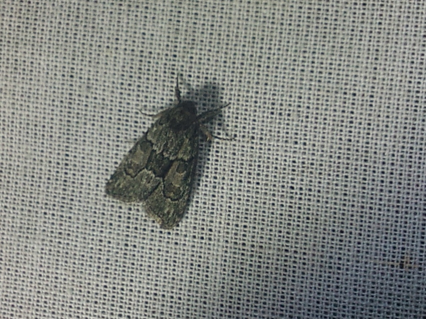 Cryphia fraudatricula - homoki zuzmóbagoly