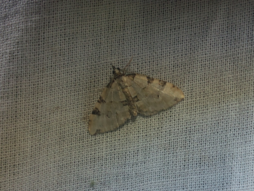 Colostygia pectinataria - zöld levélaraszoló