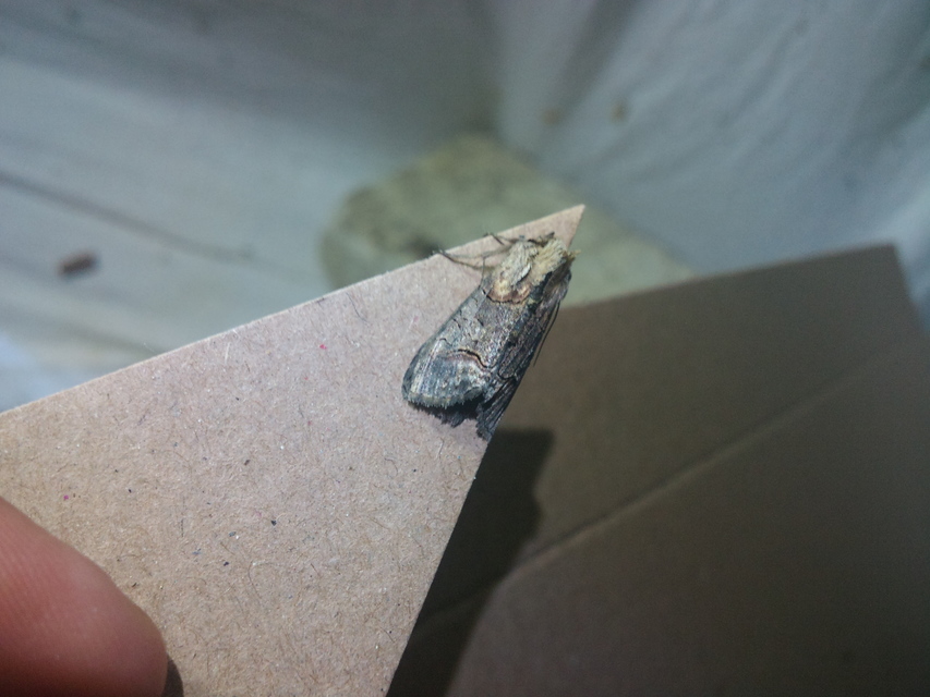 Abrostola triplasia - közönséges csalánbagoly