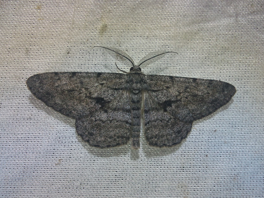 Hypomecis roboraria - nagy tölgyfaaraszoló
