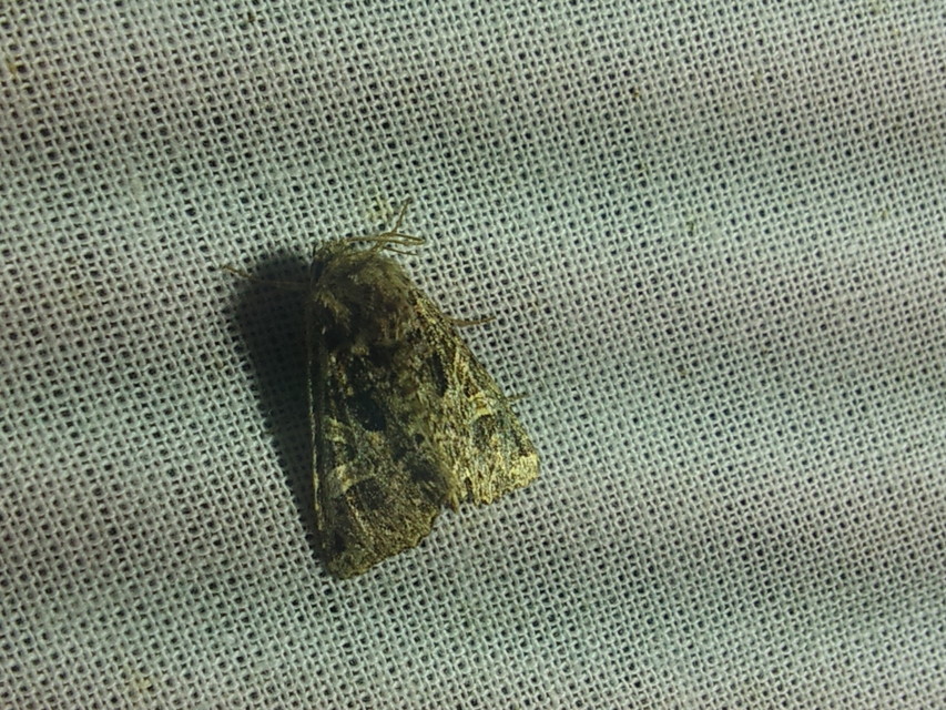 Hadena bicruris/capsincola