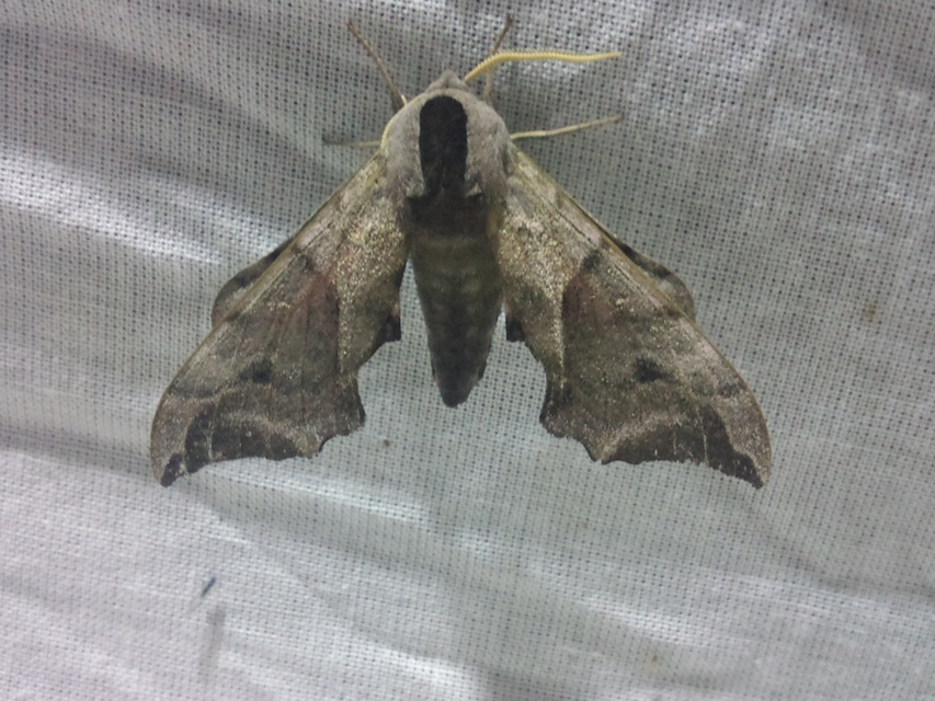 Smerinthus ocellatus - esti pávaszem
