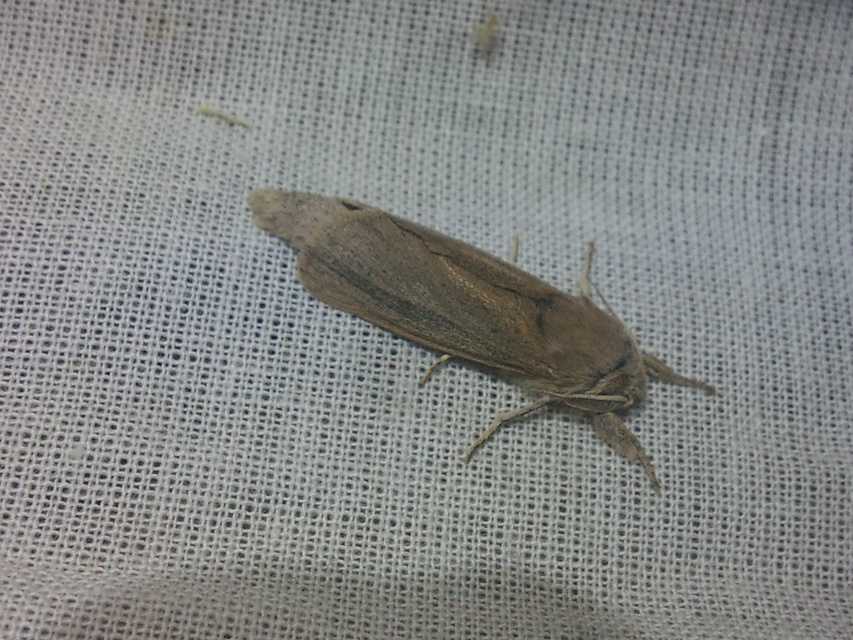 Phragmataecia castaneae - nádfúrólepke