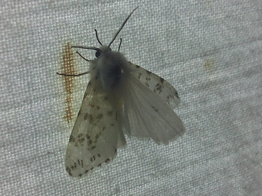 Hyphantria cunea - amerikai fehér medvelepke