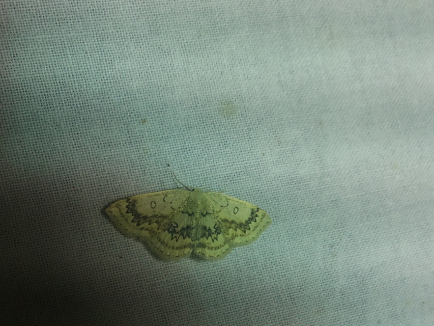 Cyclophora annularia - gyűrűs pettyesaraszoló