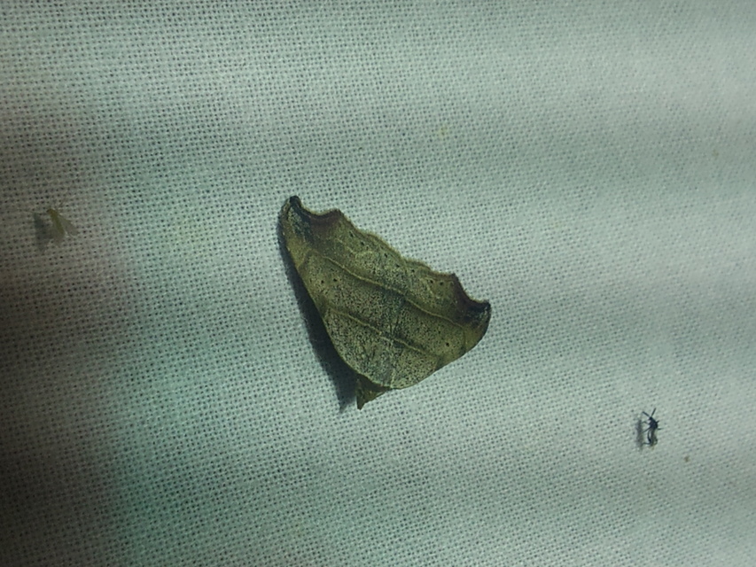 Laspeyria flexula - zuzmóbagoly