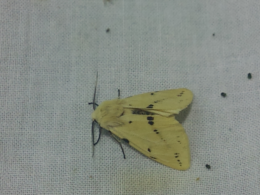 Spilarctia lutea - sárgás medvelepke
