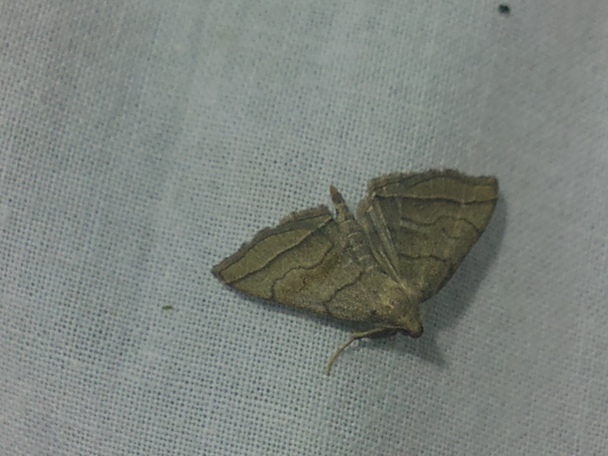 Herminia tarsicrinalis - szőröslábú karcsúbagoly