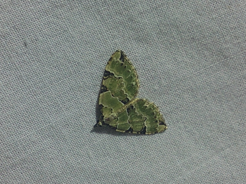 Colostygia pectinataria - zöld levélaraszoló