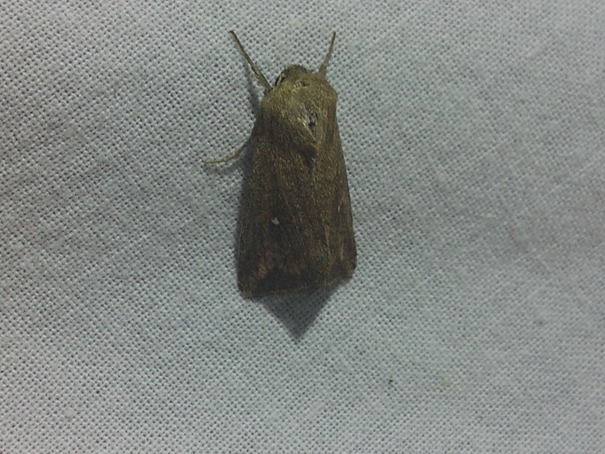 Mythimna albipuncta - fehérpettyes rétibagoly