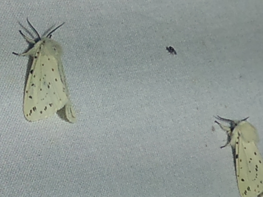Spilosoma lubricipedum - tejszínű medvelepke