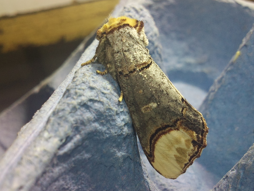 Phalera bucephala - sárgafoltos púposszövő