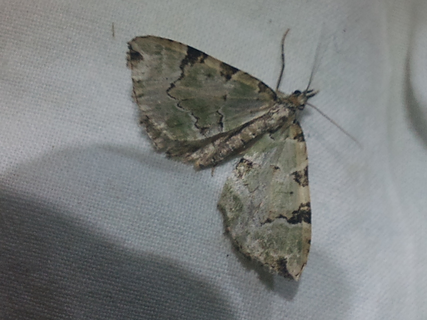 Colostygia pectinataria - zöld levélaraszoló