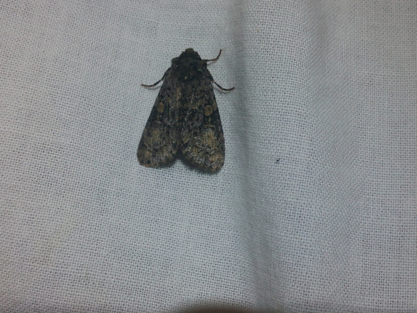 Craniophora ligustri - fagyalbagoly