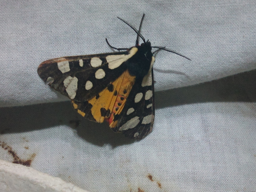 Arctia villica - fekete medvelepke