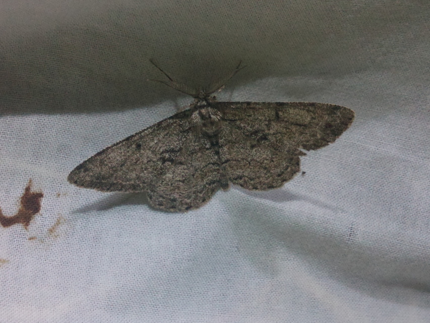 Hypomecis roboraria - nagy tölgyfaaraszoló