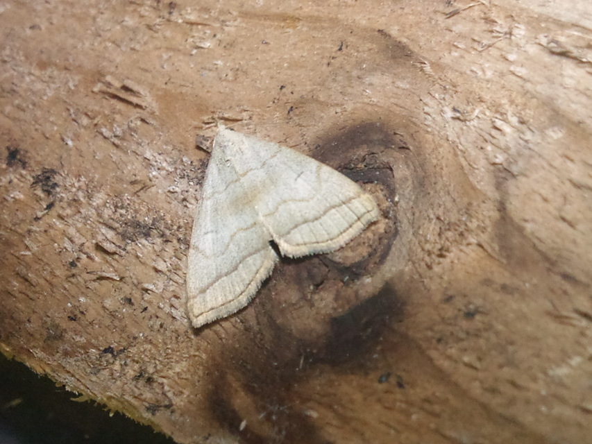 Herminia tarsicrinalis - szőröslábú karcsúbagoly