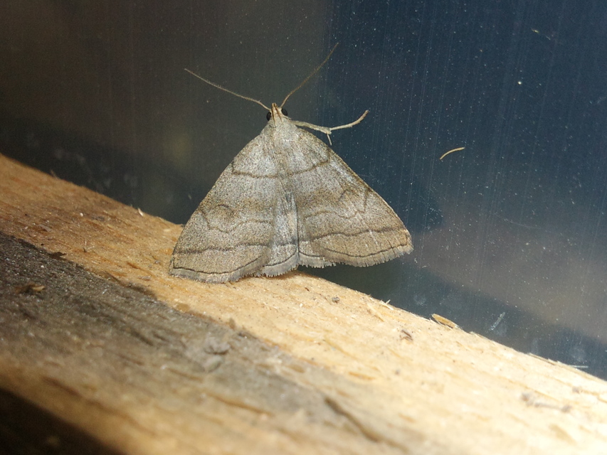 Herminia tarsicrinalis - szőröslábú karcsúbagoly