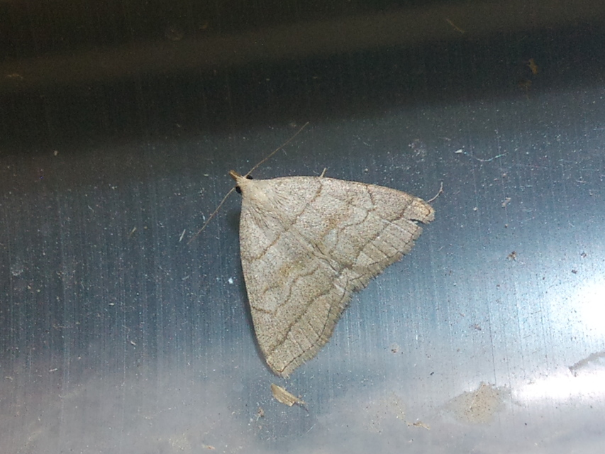 Herminia tarsicrinalis - szőröslábú karcsúbagoly