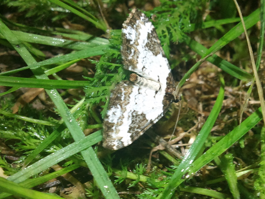 Melanthia procellata - hullámos tarkaaraszoló