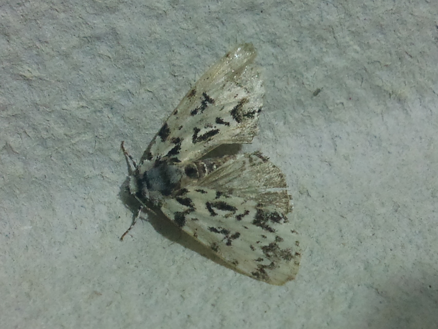 Moma alpium - zuzmószínű zöldbagoly