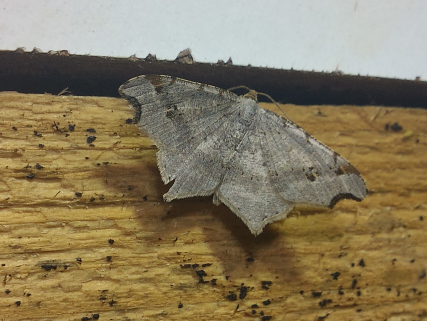 Macaria alternata - közönséges szürkearaszoló