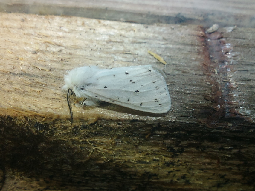 Spilosoma lubricipedum - tejszínű medvelepke