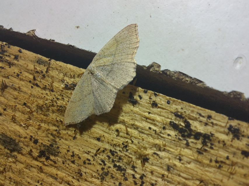 Cyclophora ruficiliaria - vörösrojtú pettyesaraszoló