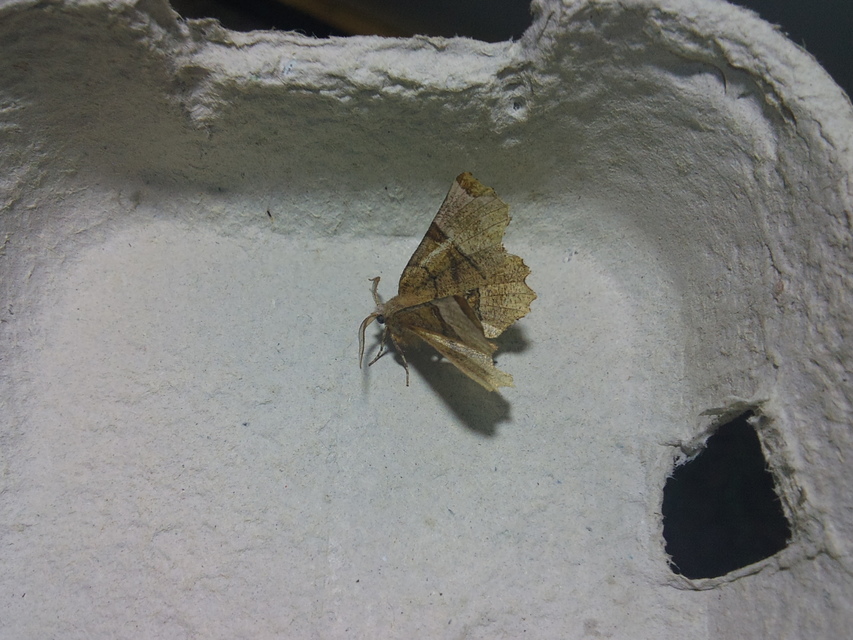 Selenia lunularia - egyfoltos holdasaraszoló