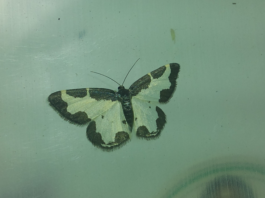 Lomaspilis marginata - szegélyes nyárfaaraszoló