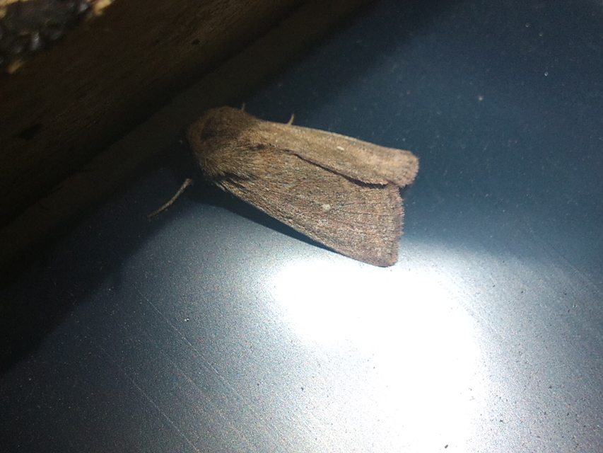 Mythimna albipuncta - fehérpettyes rétibagoly