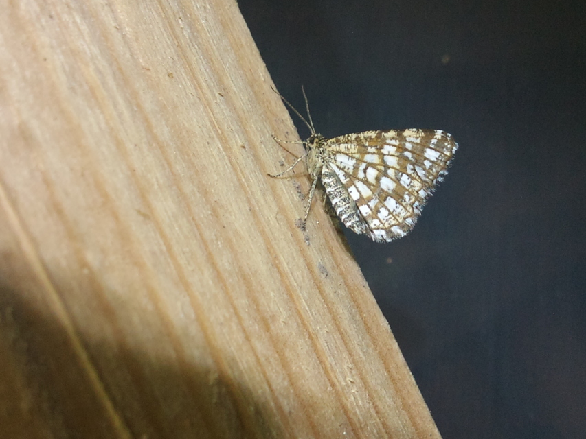 Chiasmia clathrata - rácsos rétiaraszoló