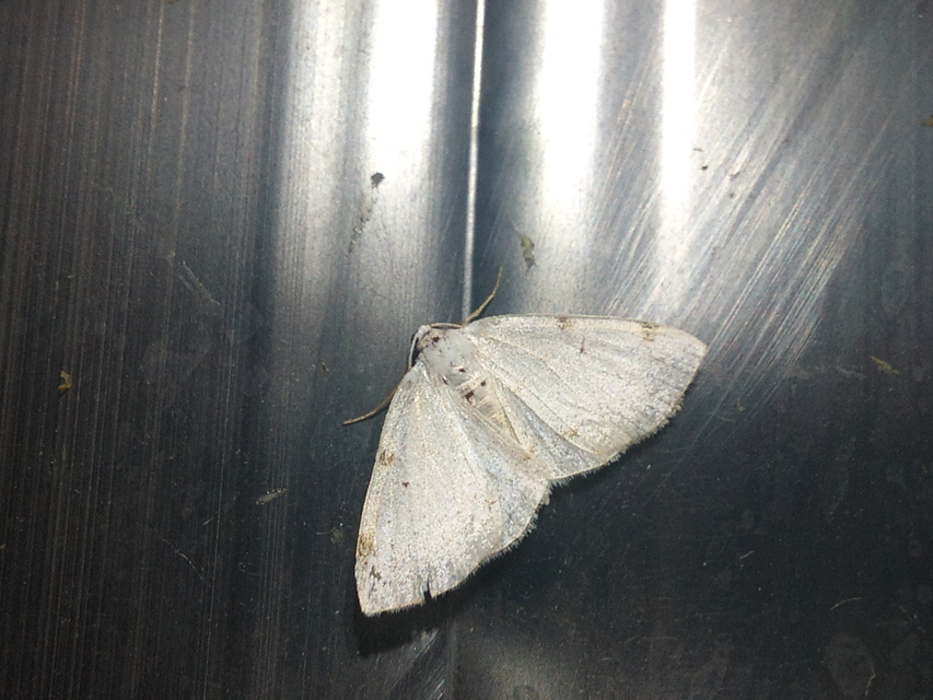 Lomographa bimaculata - kétpontos fehéraraszoló