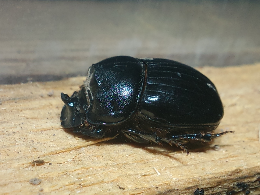 Copris lunaris - közönséges holdszarvú-ganéjtúró