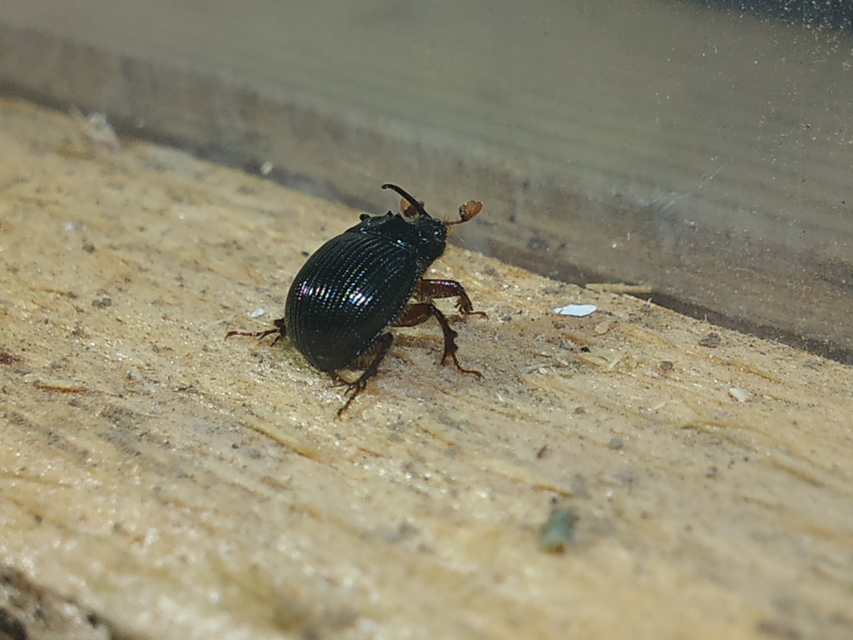 Odonteus armiger - mozgószarvú álganéjtúró