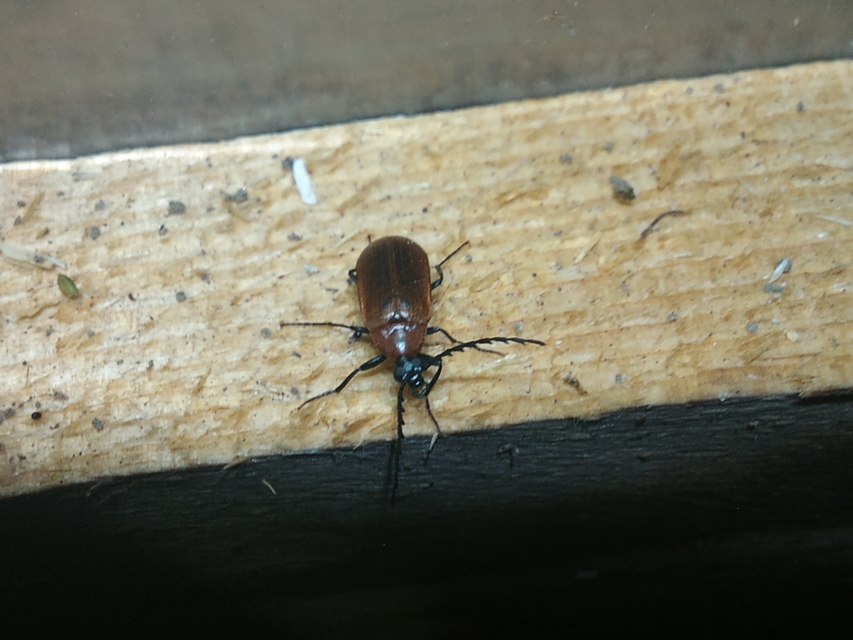 Pseudocistela ceramboides - narancssárga alkonybogár