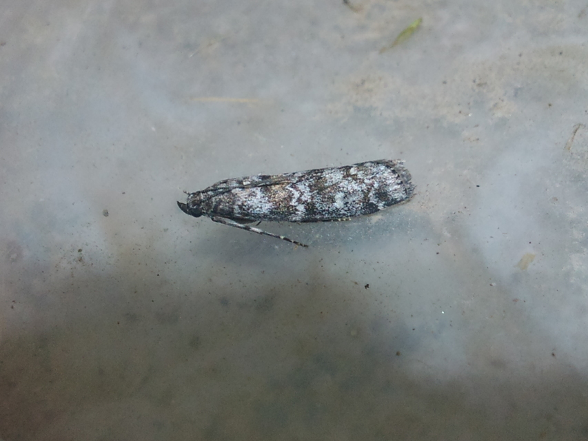 Dioryctria