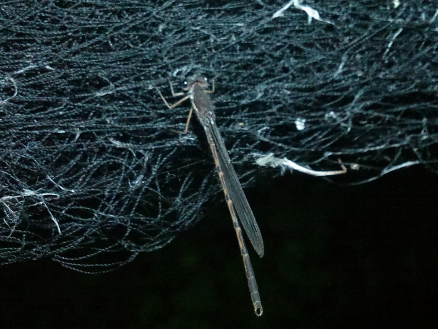 Sympecma fusca - téli rablószitakötő