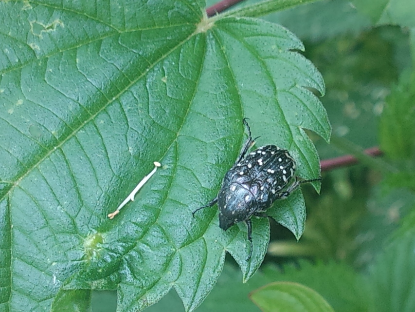Oxythyrea funesta - sokpettyes virágbogár
