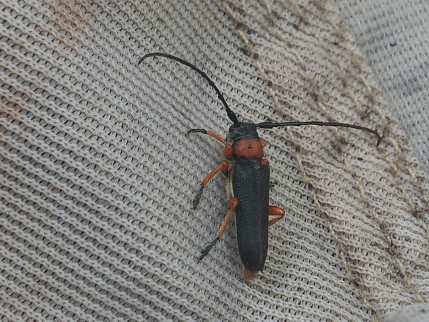 Phytoecia affinis - feketefejű cincér