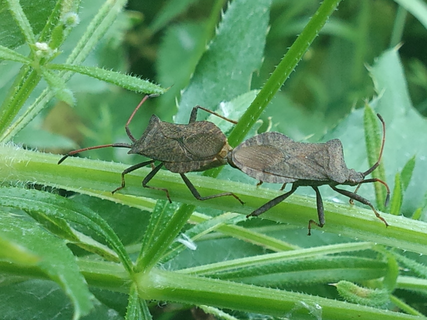 Coreus marginatus - közönséges karimáspoloska