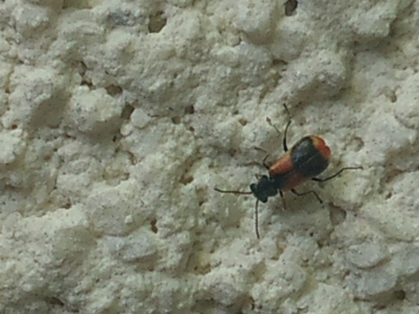 Anthocomus equestris - kétszínű bibircsesbogár