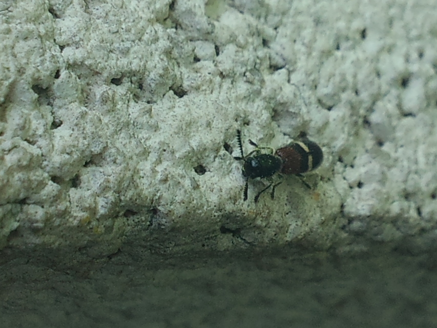 Tilloidea unifasciata - szőlő-szúfarkas