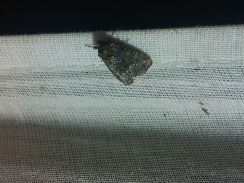 Oligia strigilis/latruncula/versicolor